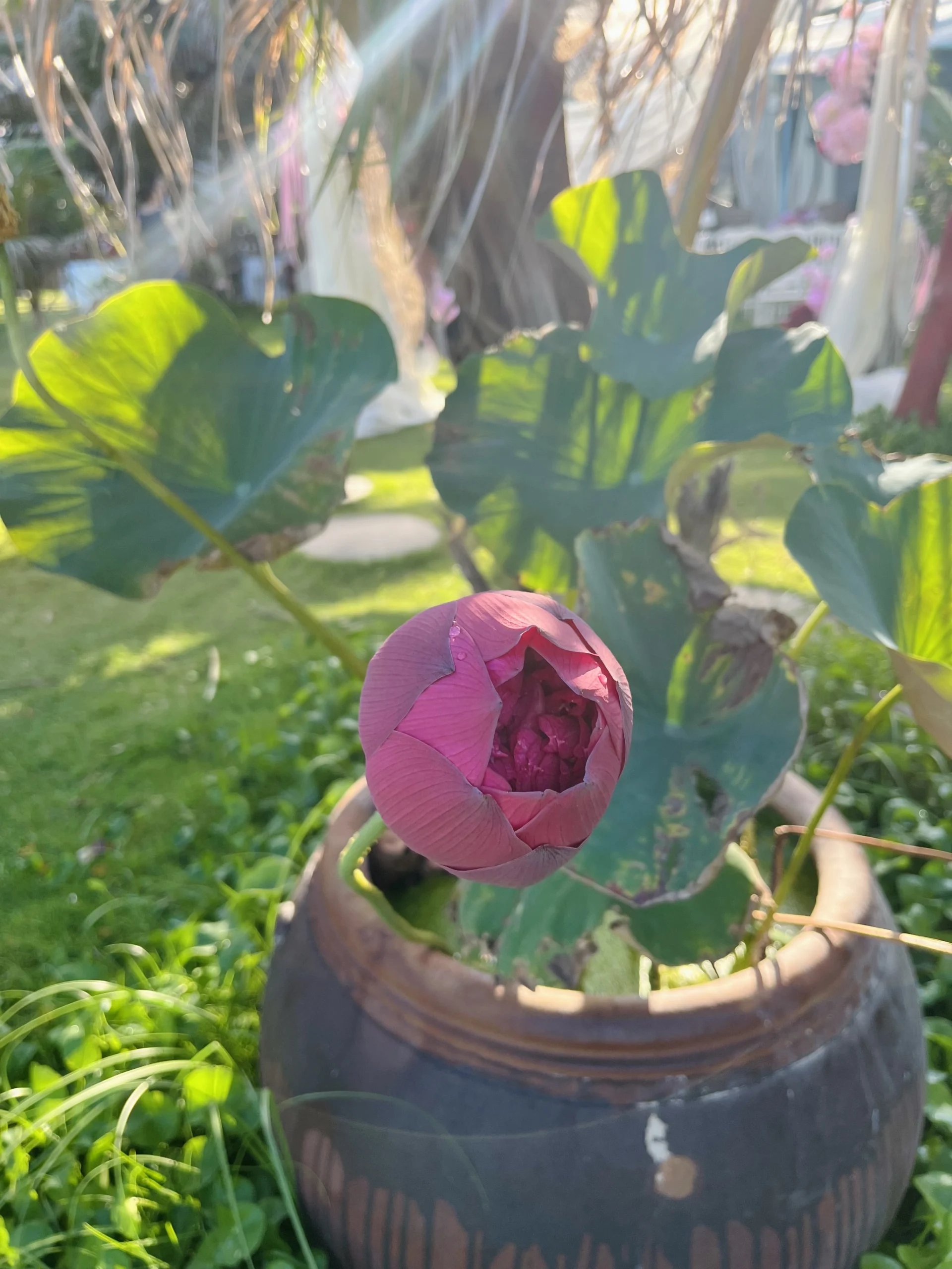 Thảo Bini