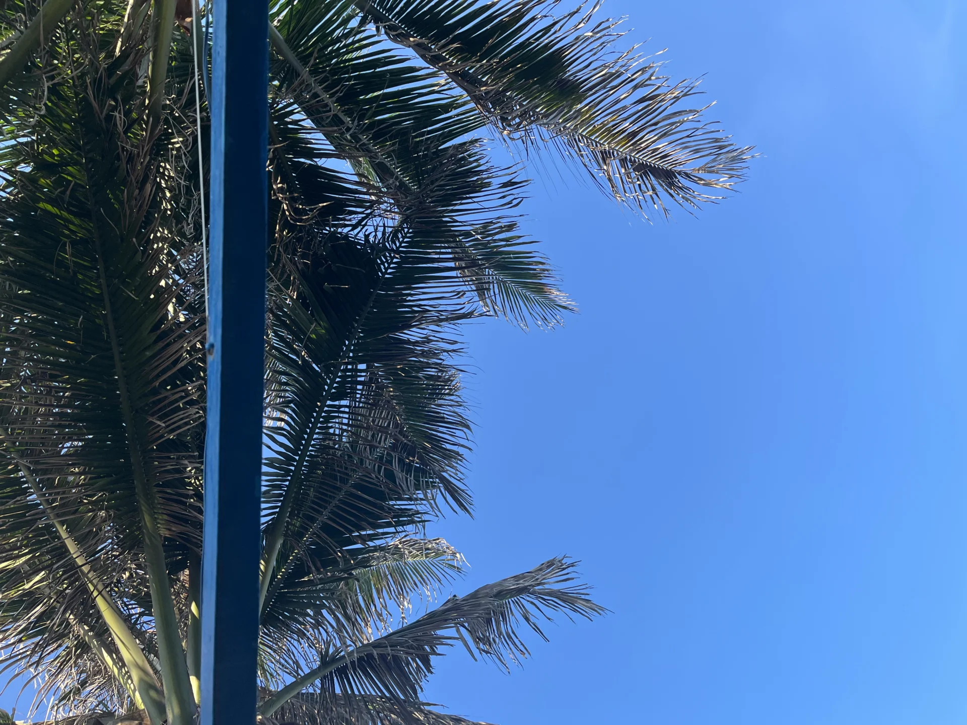 Thảo Bini